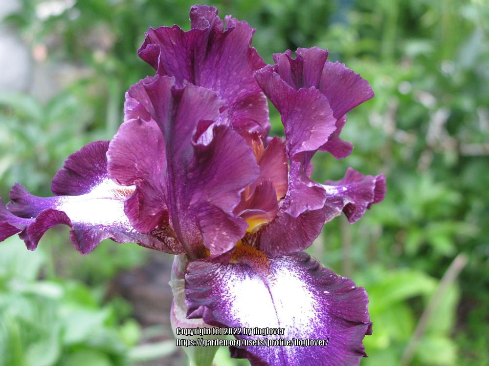 Photo of Tall Bearded Iris (Iris 'Tennison Ridge') uploaded by doglover