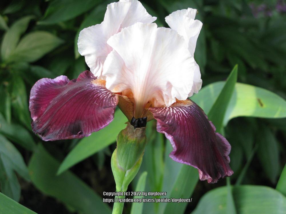 Photo of Tall Bearded Iris (Iris 'Sweeter than Wine') uploaded by doglover