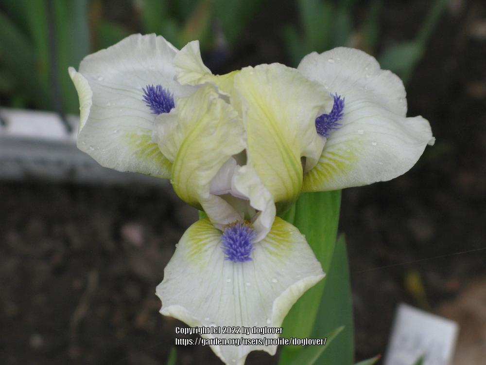 Photo of Standard Dwarf Bearded Iris (Iris 'Serenity Prayer') uploaded by doglover