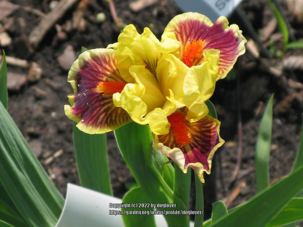 Photo of Standard Dwarf Bearded Iris (Iris 'Zooboomafoo') uploaded by doglover