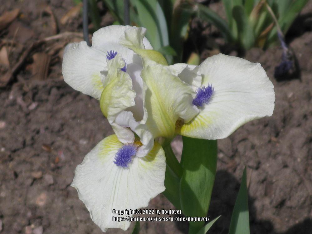 Photo of Standard Dwarf Bearded Iris (Iris 'Serenity Prayer') uploaded by doglover