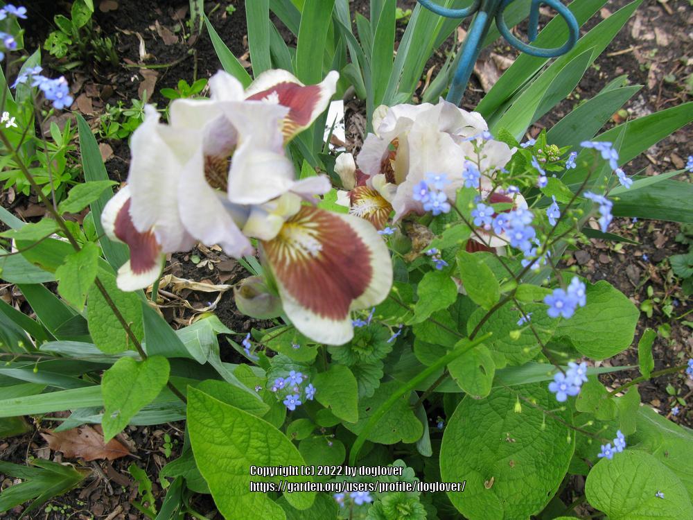 Photo of Standard Dwarf Bearded Iris (Iris 'Red Heart') uploaded by doglover