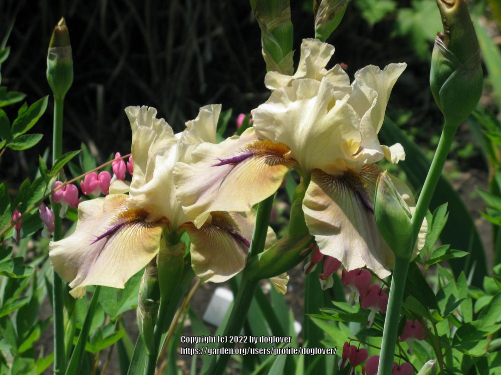 Photo of Tall Bearded Iris (Iris 'Thornbird') uploaded by doglover