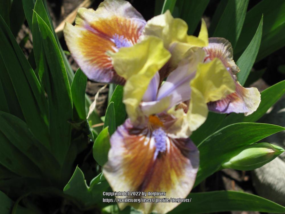 Photo of Standard Dwarf Bearded Iris (Iris 'Rainbow Rim') uploaded by doglover