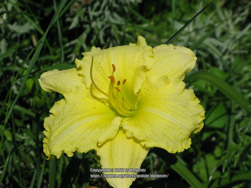 Photo of Daylily (Hemerocallis 'Brocaded Gown') uploaded by doglover