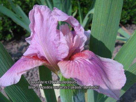 Photo of Intermediate Bearded Iris (Iris 'Raspberry Blush') uploaded by doglover
