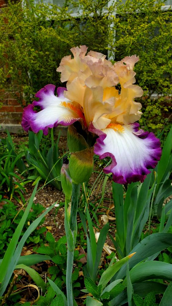 Photo of Tall Bearded Iris (Iris 'Brouhaha') uploaded by javaMom