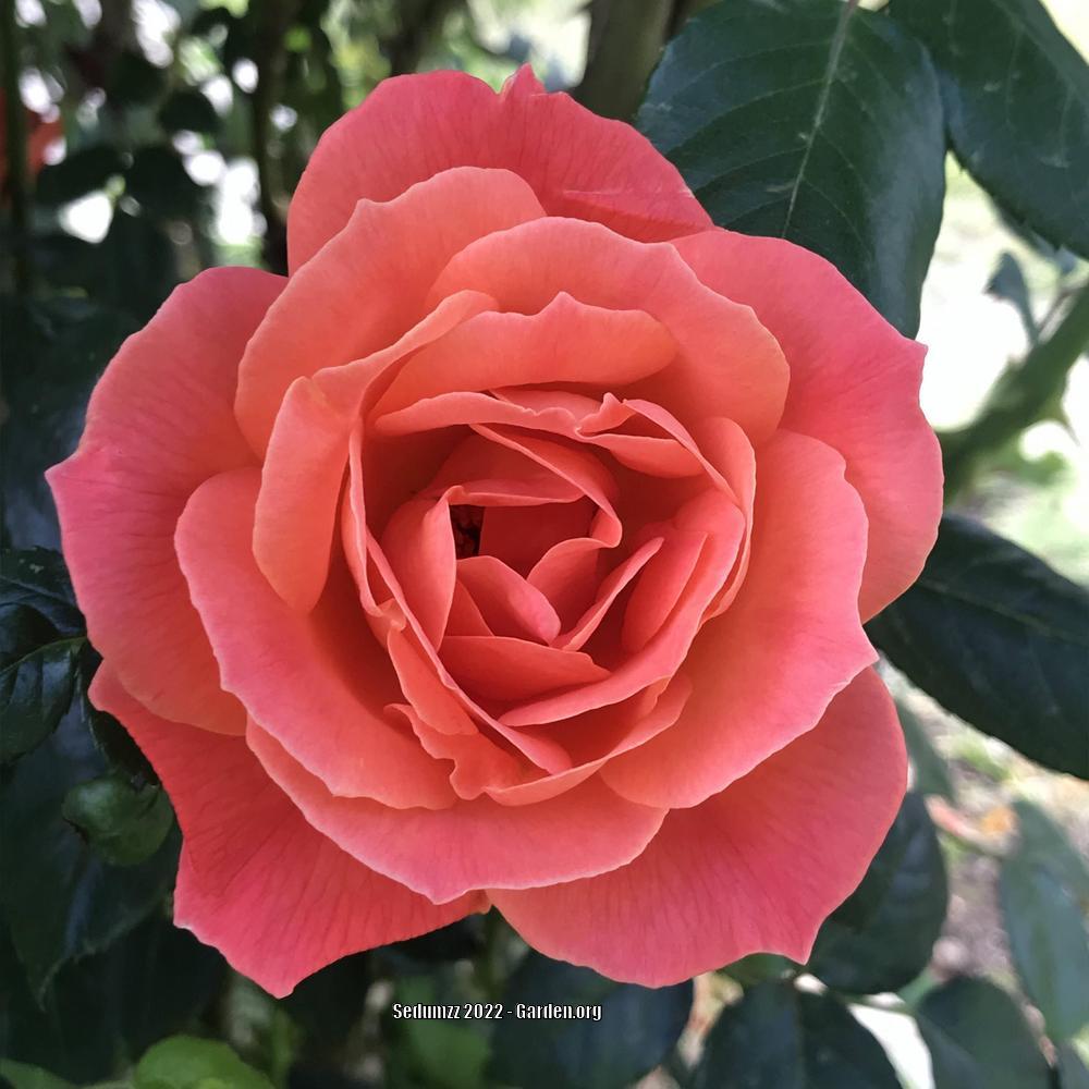 Photo of Rose (Rosa 'Westerland') uploaded by sedumzz