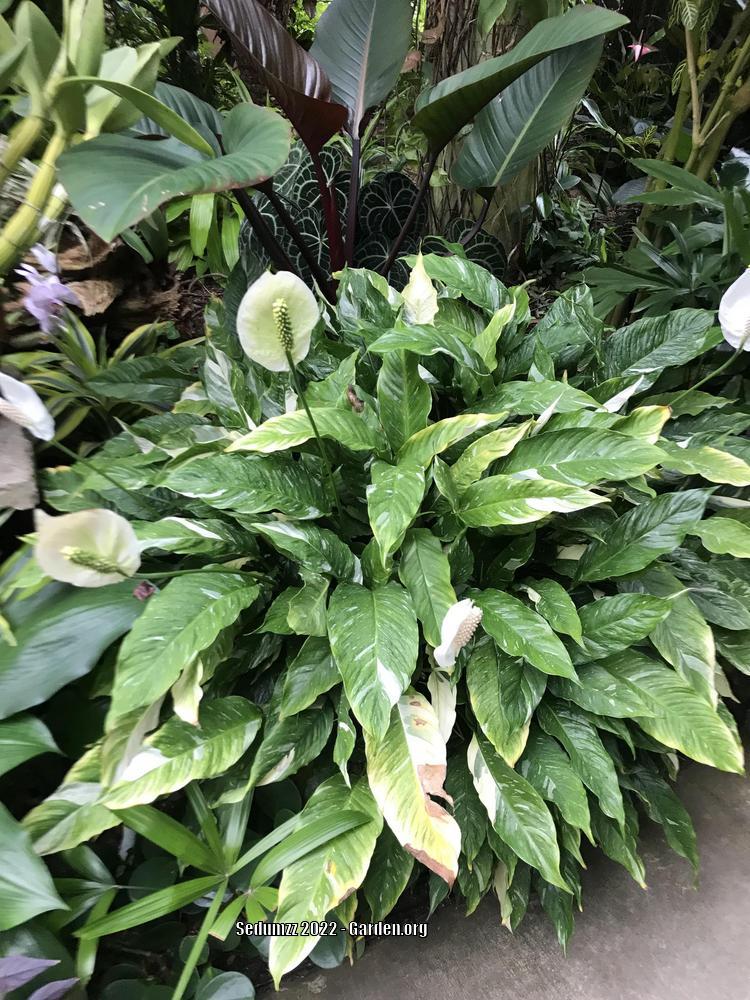 Photo of Peace Lily (Spathiphyllum 'Domino') uploaded by sedumzz