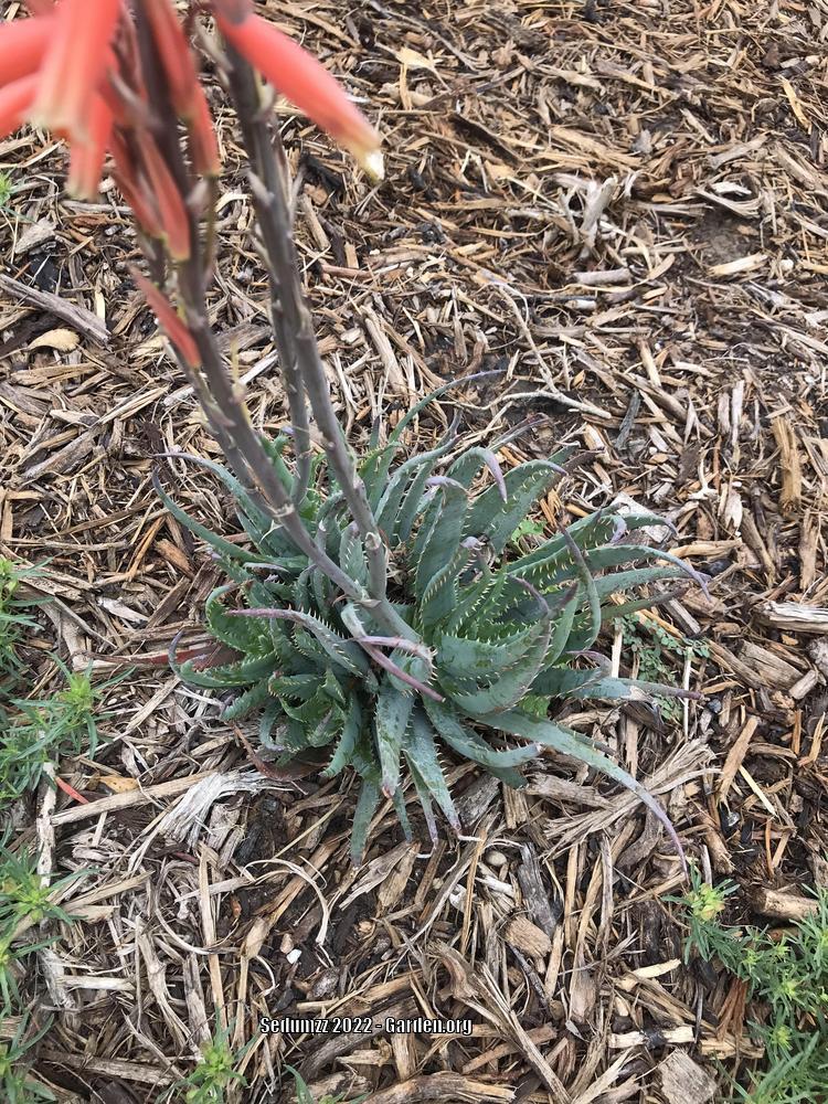 Photo of Aloes (Aloe) uploaded by sedumzz