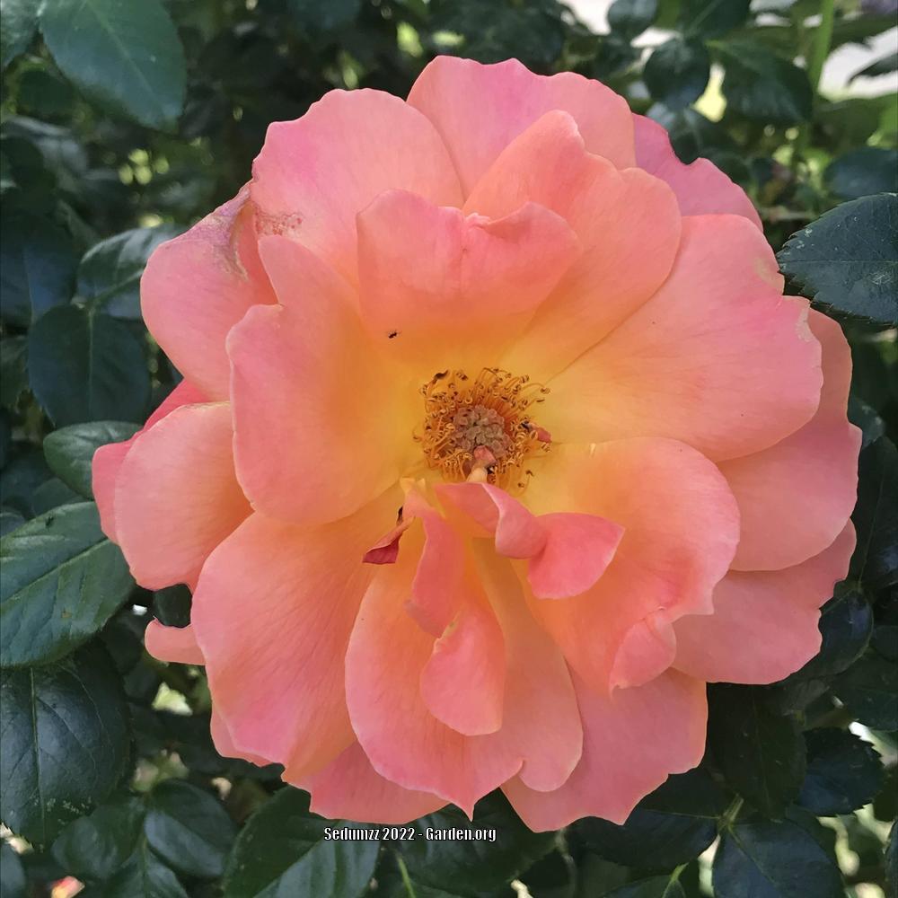 Photo of Rose (Rosa 'Westerland') uploaded by sedumzz