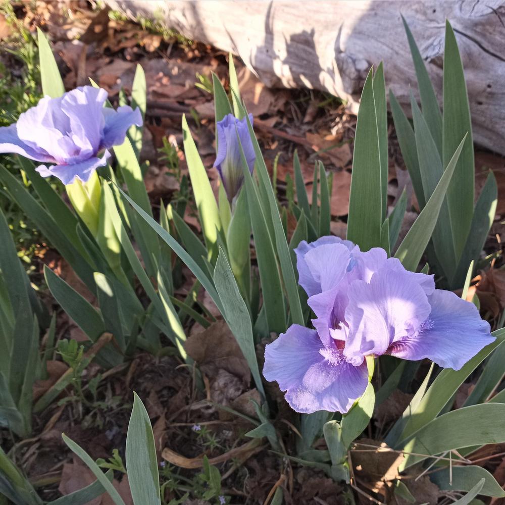 Photo of Standard Dwarf Bearded Iris (Iris 'Nassau Blue') uploaded by FAIRYROSE