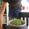 Chives from my schoolroom