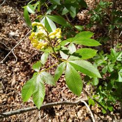Location: Lost Maples Natural Area, Vanderpool, Texas
Date: 2022-04-06
the yellow blooms really stand out