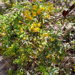 Location: Lost Maples Natural Area, Vanderpool, Texas
Date: 2022-04-06
very fragrant