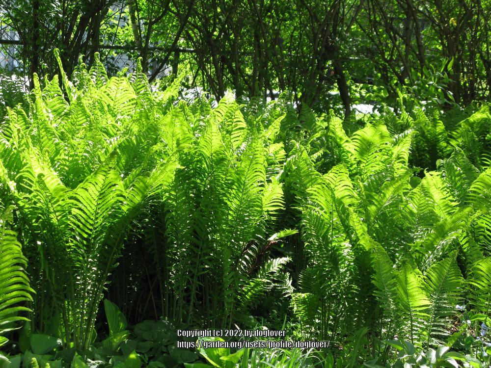 Photo of Ostrich Fern (Matteuccia struthiopteris) uploaded by doglover