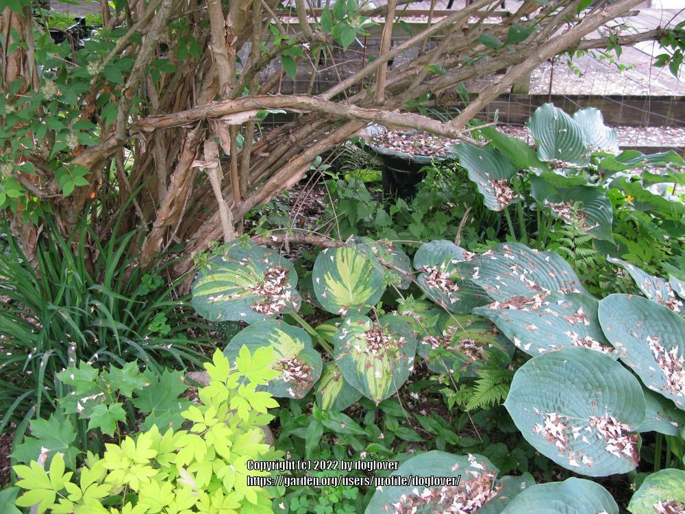 Photo of Hosta 'Great Expectations' uploaded by doglover