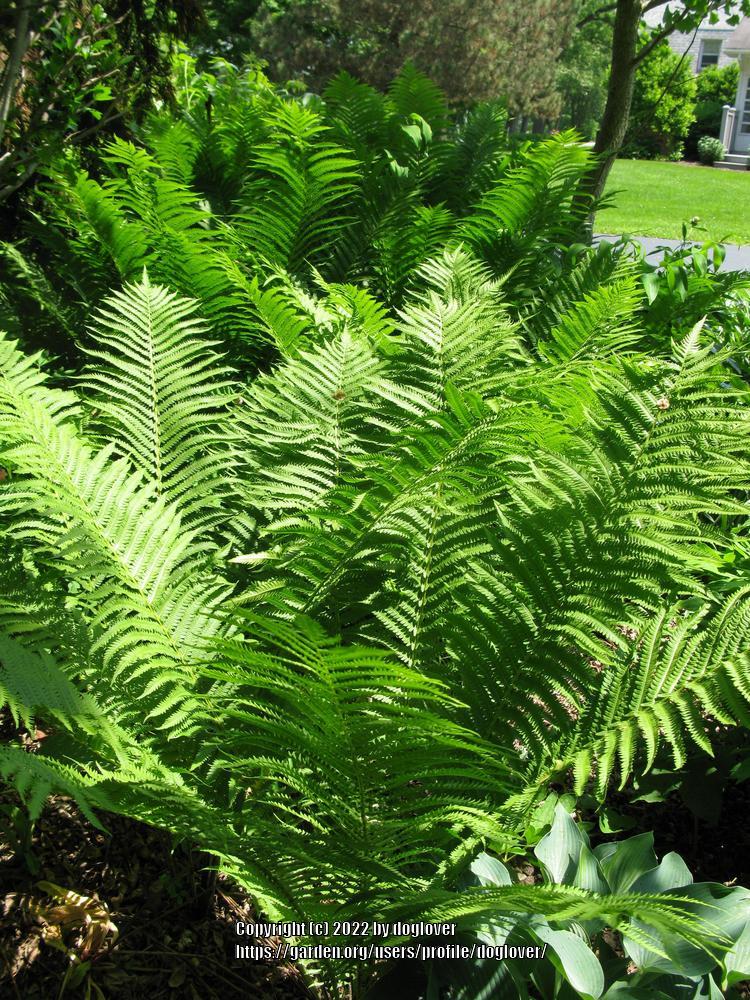Photo of Ostrich Fern (Matteuccia struthiopteris) uploaded by doglover