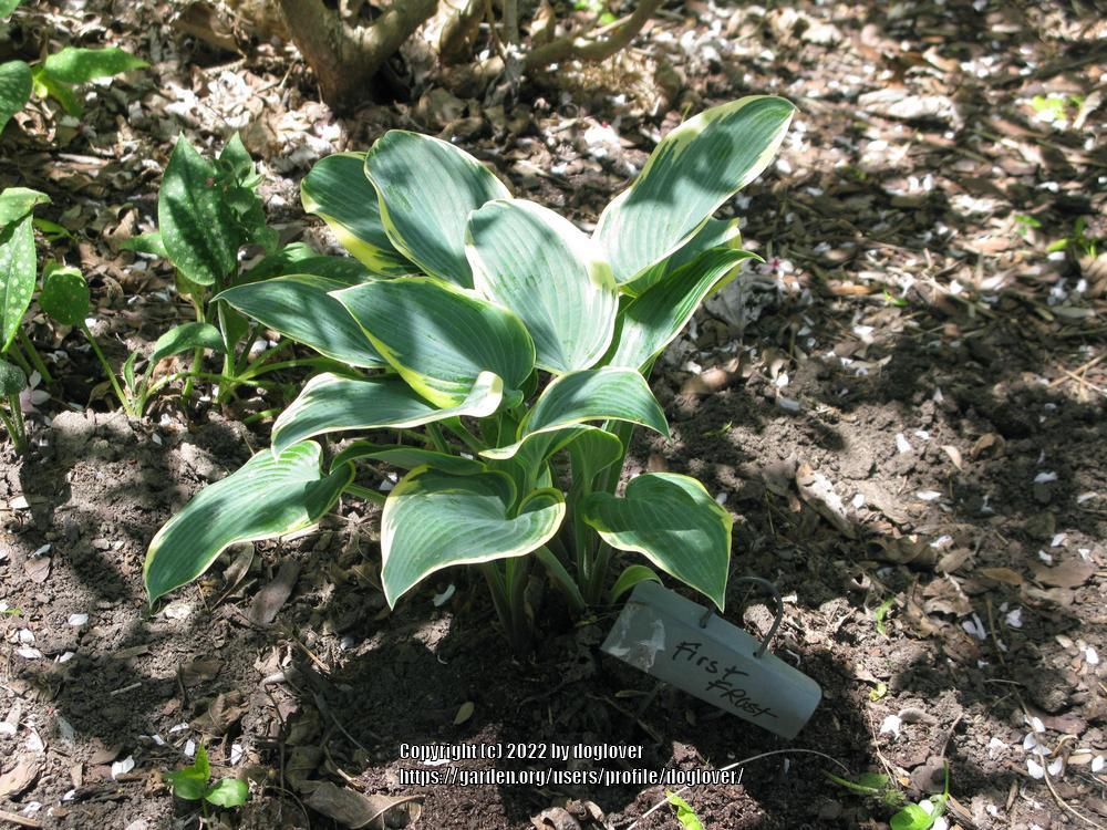 Photo of Hosta 'First Frost' uploaded by doglover