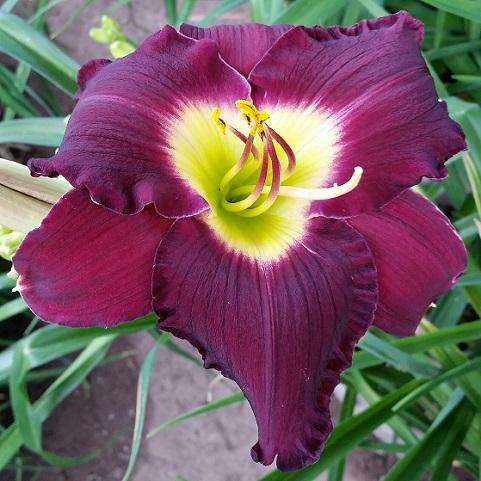 Photo of Daylily (Hemerocallis 'Bela Lugosi') uploaded by flowerpower35