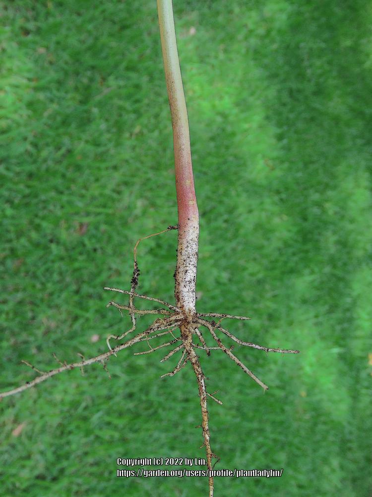 Photo of Castor Beans (Ricinus communis) uploaded by plantladylin