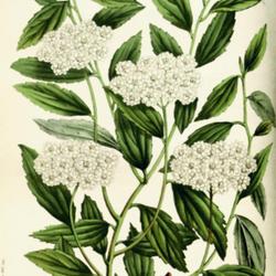 
Date: c. 1856
illustration [as S. reevesiana 'Flore Pleno'] from 'Flore des ser