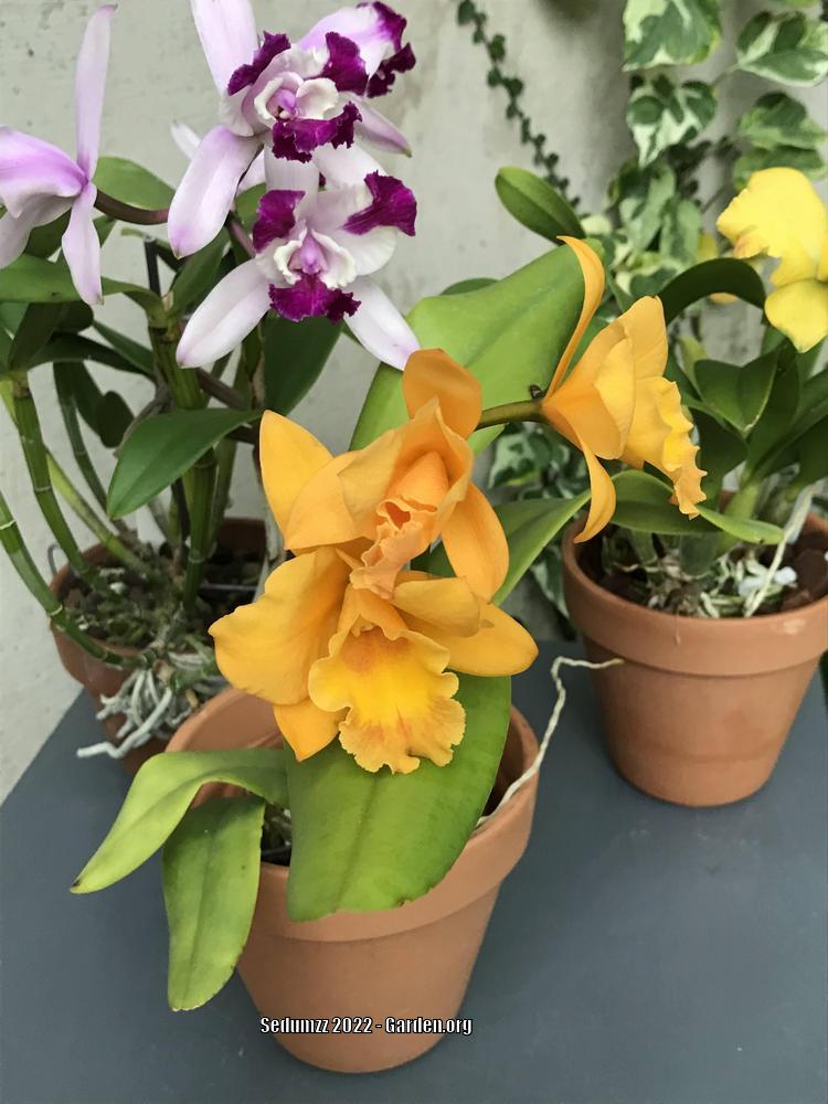 Photo of Orchid (Cattleya) uploaded by sedumzz