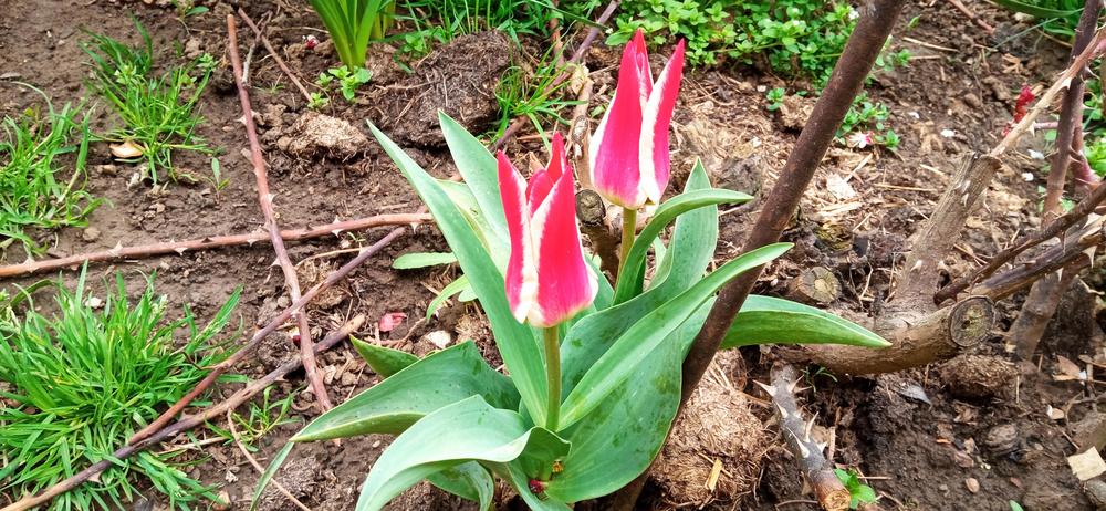 Photo of Tulips (Tulipa) uploaded by Aamie
