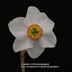 Location: Harrogate Spring Flower show, Yorkshire, England UK
Date: 2015-04-25
Narcissus 'Angel Eyes'