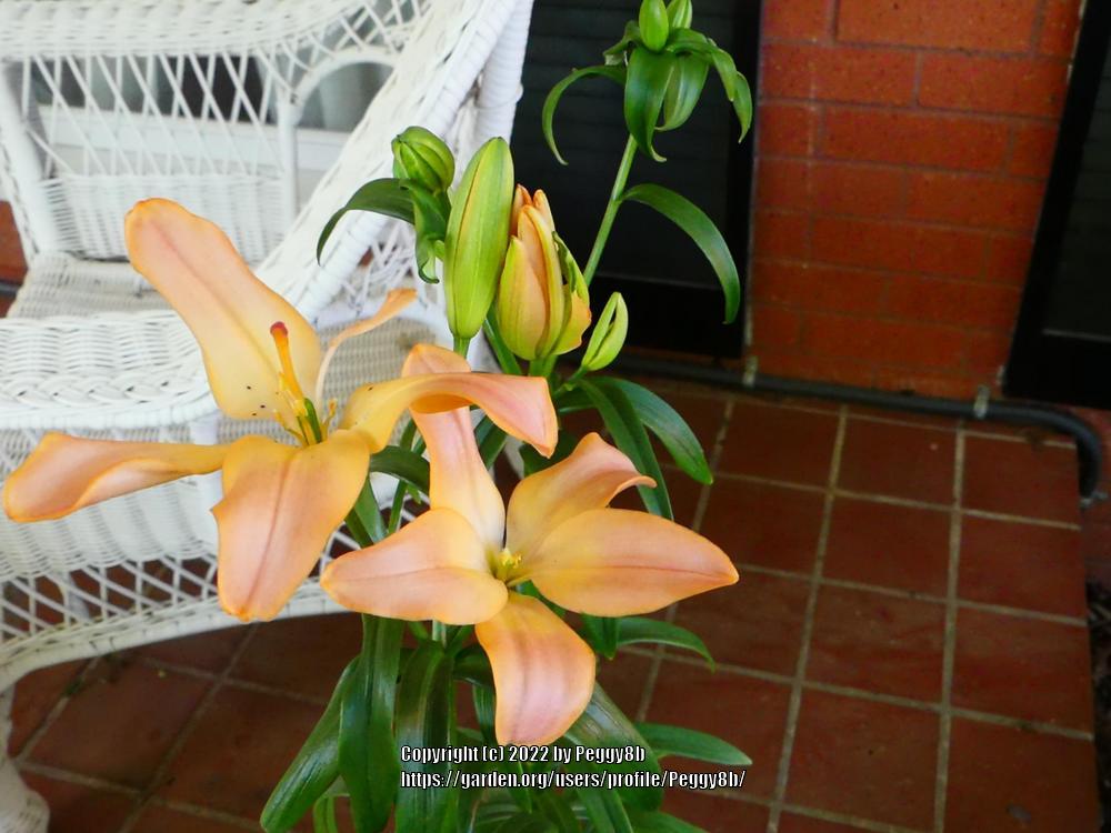 Photo of Lilies (Lilium) uploaded by Peggy8b