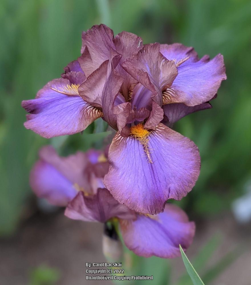 Photo of Intermediate Bearded Iris (Iris 'Devilish Nature') uploaded by Artsee1