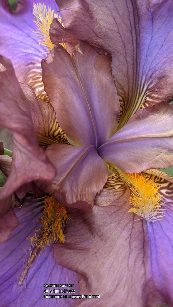 Photo of Intermediate Bearded Iris (Iris 'Devilish Nature') uploaded by Artsee1