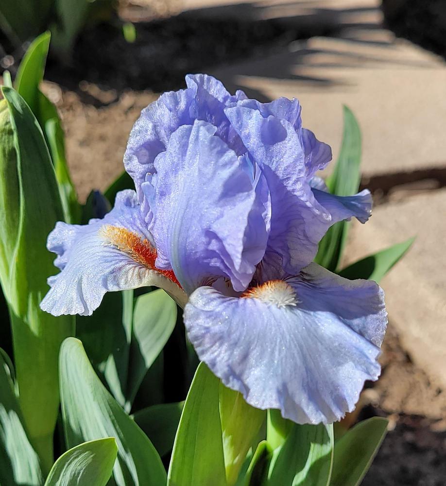 Photo of Standard Dwarf Bearded Iris (Iris 'Fires of Fiji') uploaded by Bitoftrouble