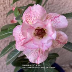Location: Tampa, Florida
Date: 2022-04-09
My desert rose. Look closely at the inside of the buds.  What do 