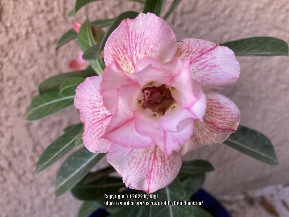 Photo of Desert Rose (Adenium 'Pink Diamond') uploaded by GigiPlumeria