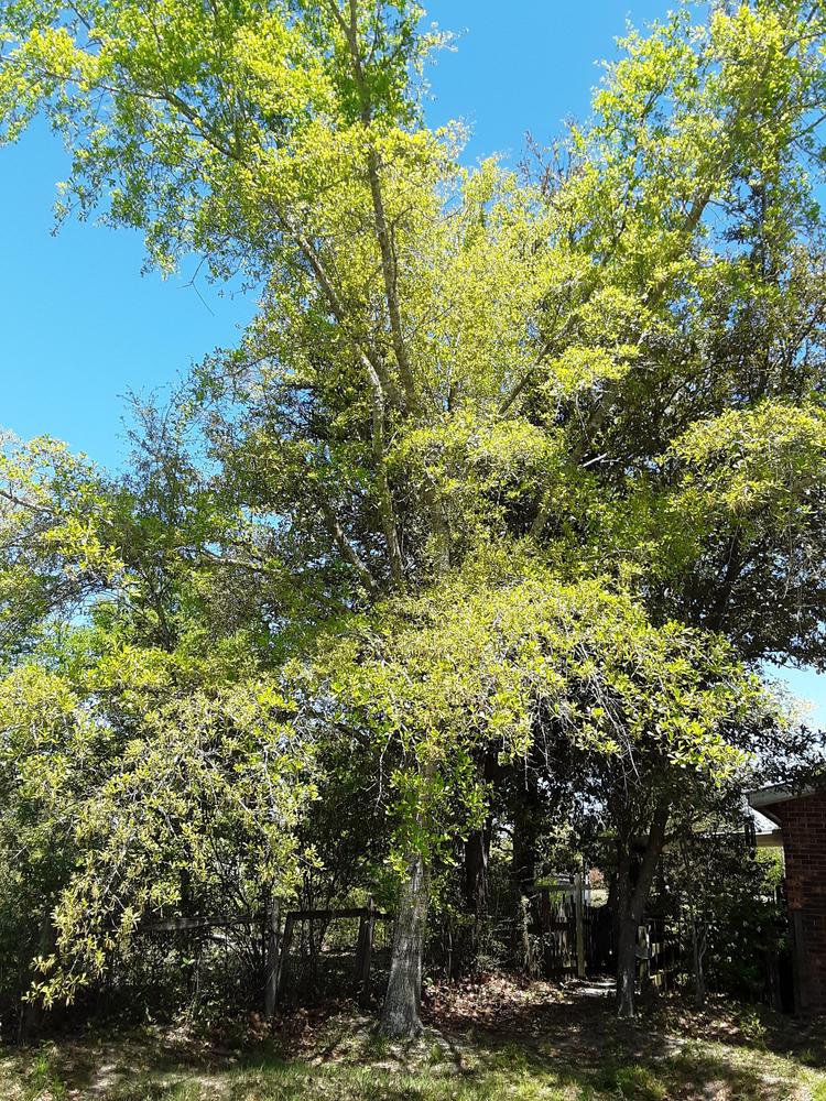 Photo of Blackjack Oak (Quercus marilandica) uploaded by gingin