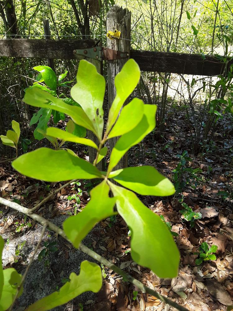 Photo of Blackjack Oak (Quercus marilandica) uploaded by gingin