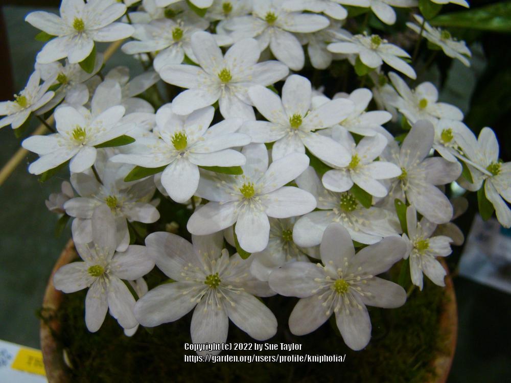 Photo of Sharp-Lobed Hepatica (Hepatica nobilis var. acuta) uploaded by kniphofia
