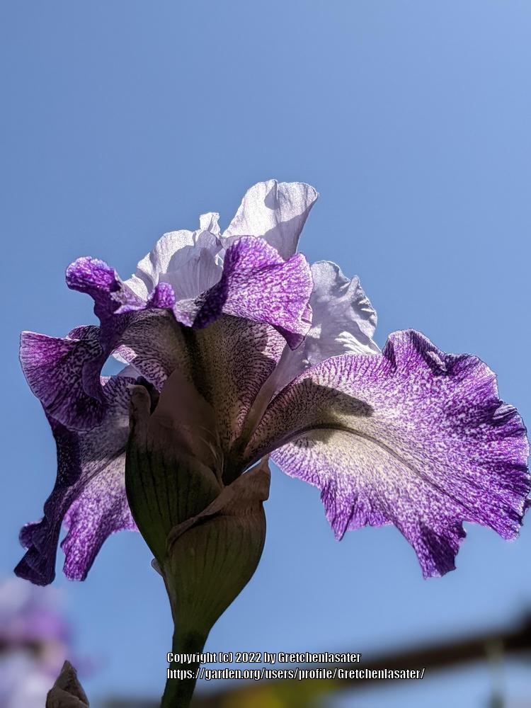 Photo of Tall Bearded Iris (Iris 'Splashacata') uploaded by Gretchenlasater