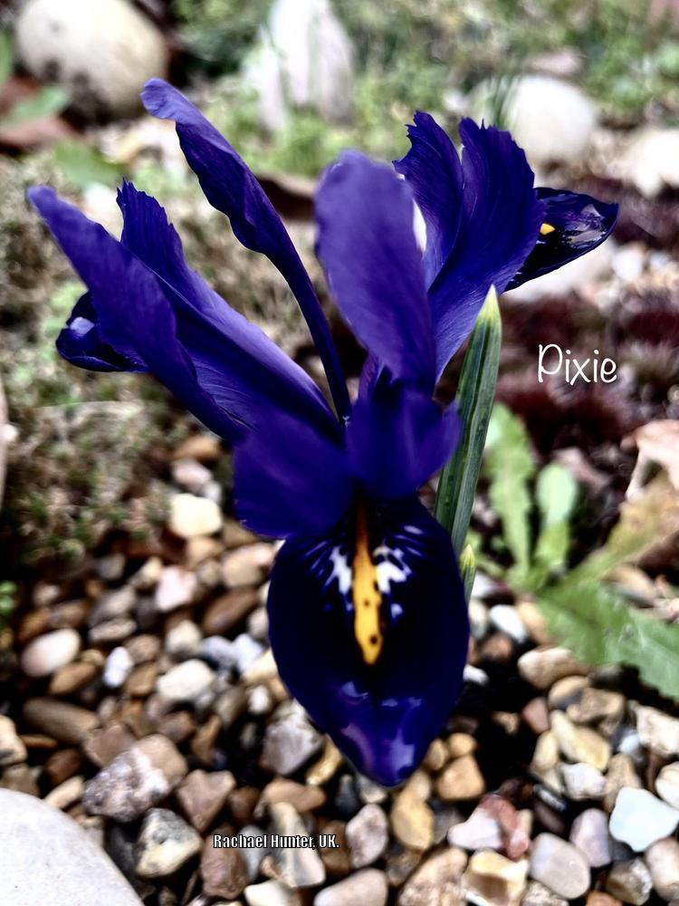 Photo of Reticulated Iris (Iris reticulata 'Pixie.') uploaded by RachaelHunter