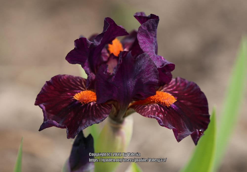 Photo of Standard Dwarf Bearded Iris (Iris 'Matador's Cape') uploaded by Valery33