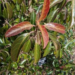 Location: United States National Arboretum, Washington DC
Date: 2020-02-12
'Chindo' Sweet Viburnum leaves after a long winter, 2020 Feb 12, 