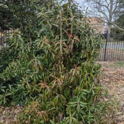 Location: United States National Arboretum, Washington DC
Date: 2020-02-12
'Chindo' Sweet Viburnum mature plant showing late winter habit, 2