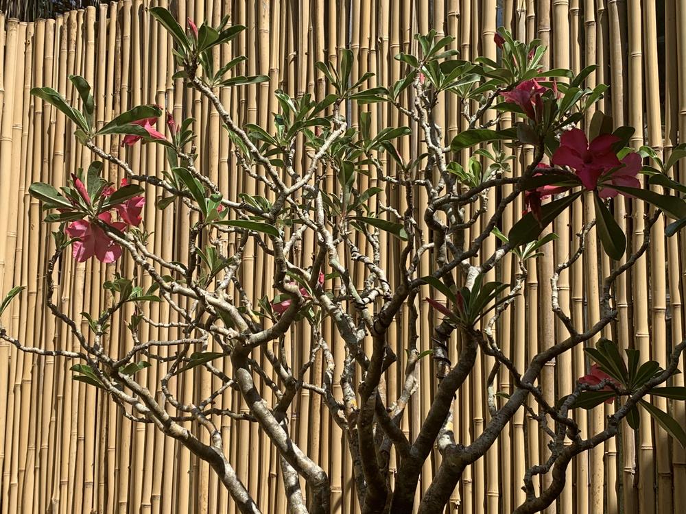 Photo of Desert Rose (Adenium obesum) uploaded by jooshewa