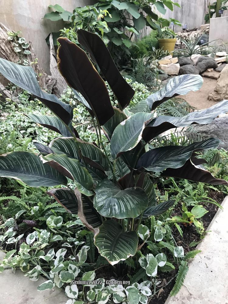 Photo of Pin Stripe Plant (Goeppertia ornata) uploaded by sedumzz