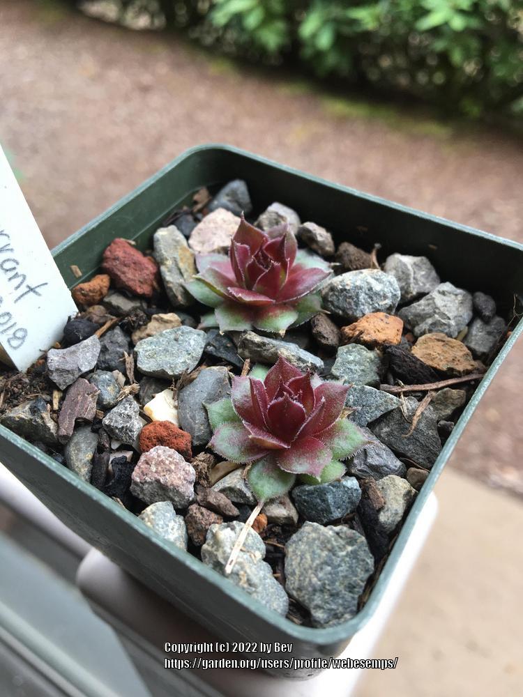 Photo of Hen and chicks (Sempervivum 'Blackcurrant Ice') uploaded by webesemps