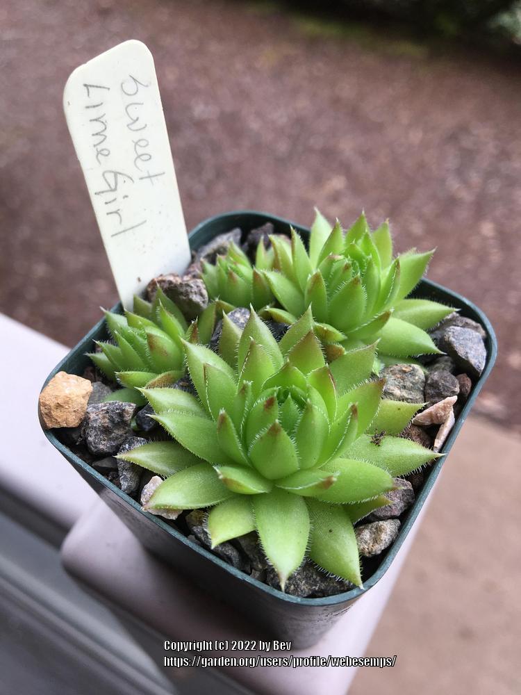 Photo of Hen and Chicks (Sempervivum globiferum 'Sweet Lime Girl') uploaded by webesemps