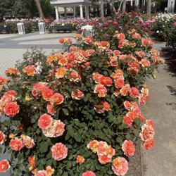 Location: World Peace Rose Garden, Capitol Park, Sacramento CA.
Date: 2022-04-10
Every stems a beautifully loud bouquet!