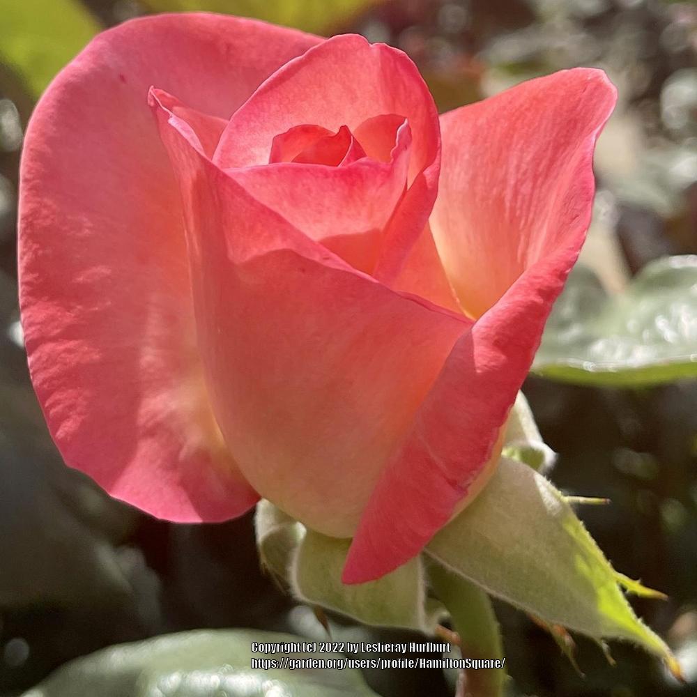 Photo of Rose (Rosa 'Gemini') uploaded by HamiltonSquare