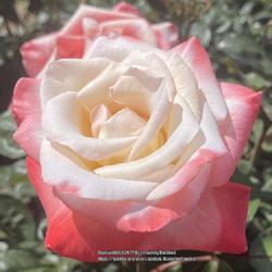 Location: World Peace Rose Garden, Capitol Park, Sacramento CA.
Date: 2022-04-10